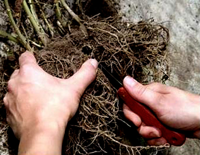 Dividing a blackberry bush