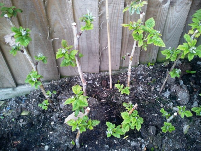 Planted blackberry bushes