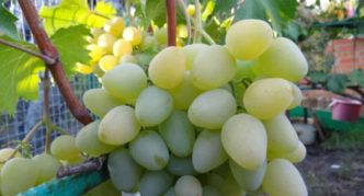 Chrysolite grape variety