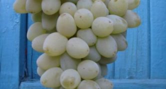 Liang grape variety