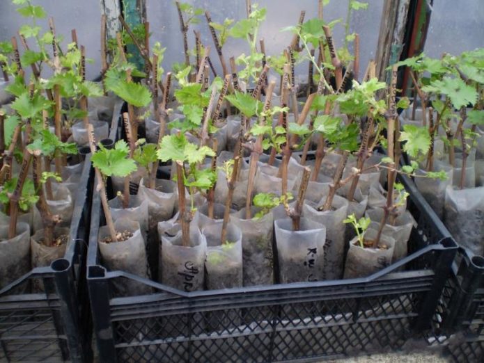 Grape cuttings