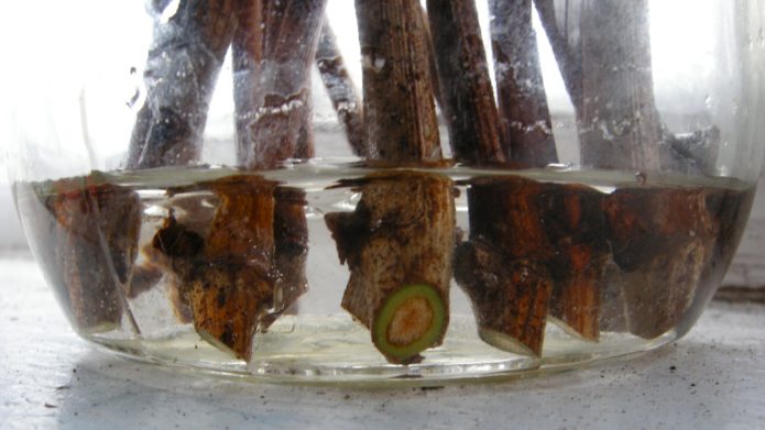 Green grape cuttings in water