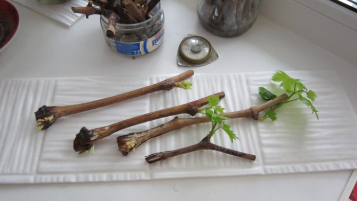 Roots on grape cuttings