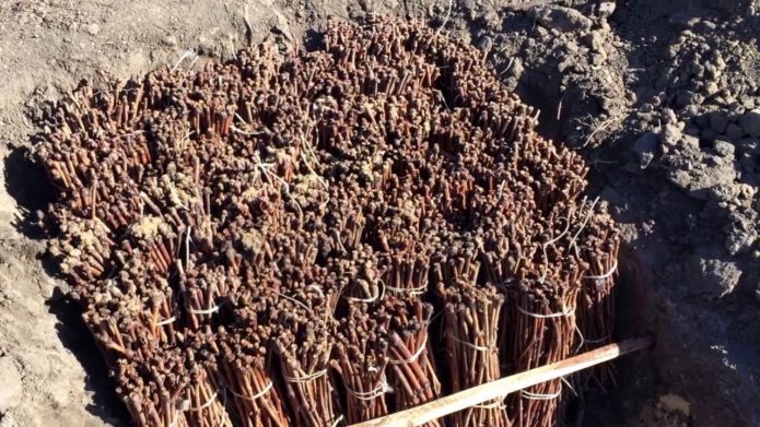 Laying cuttings for picking