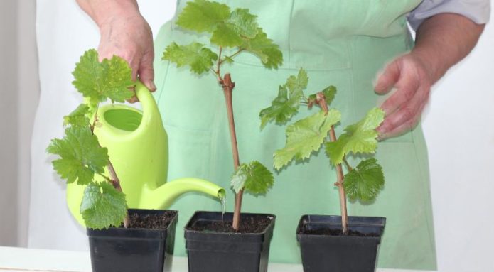 Watering grape cuttings