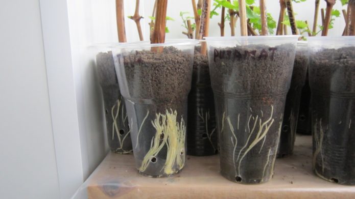 Cuttings roots