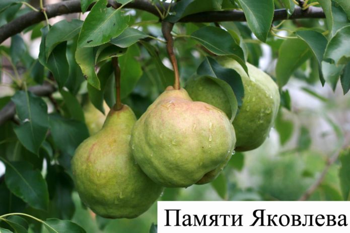 Pear variety in Memory of Yakovlev