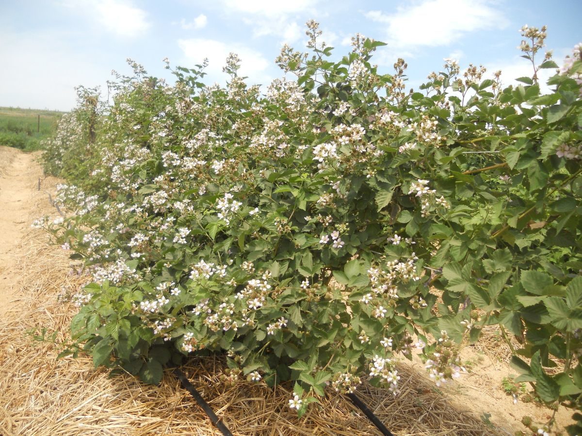 blackberry on a trellis