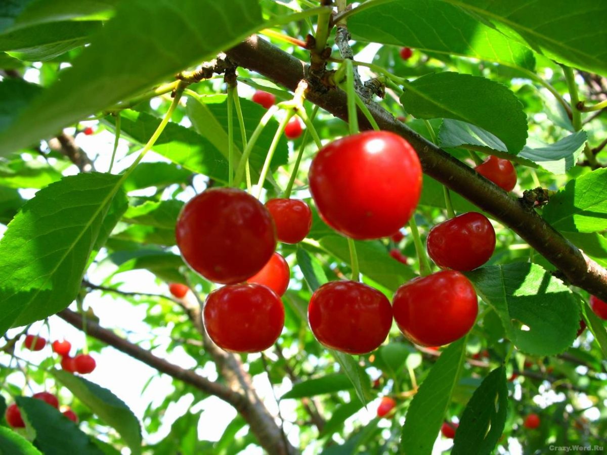 a lot of cherries