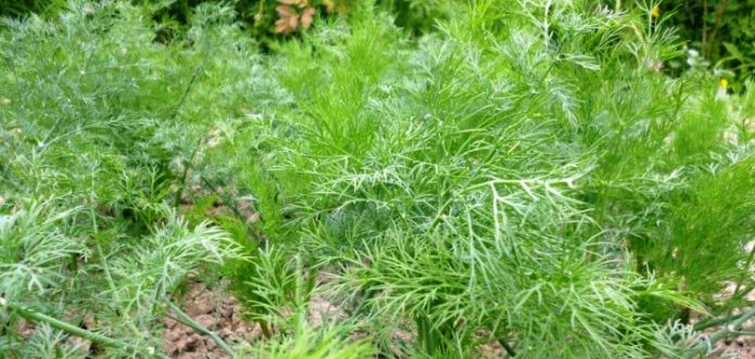 Alligator dill