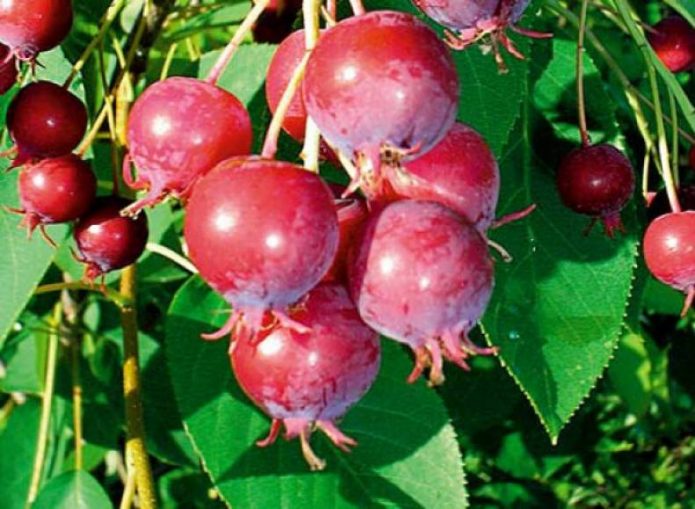 Large berries of blood-red irgi