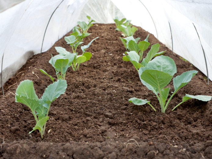 Seedlings of cabbage in greenhouses