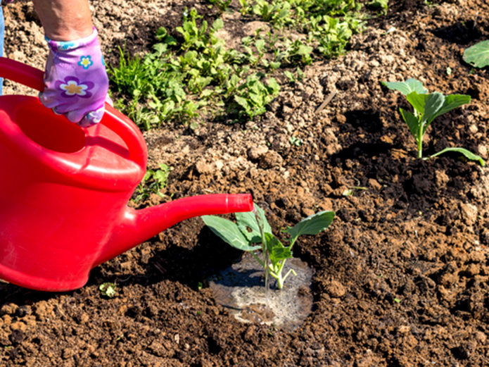 Watering seedlings