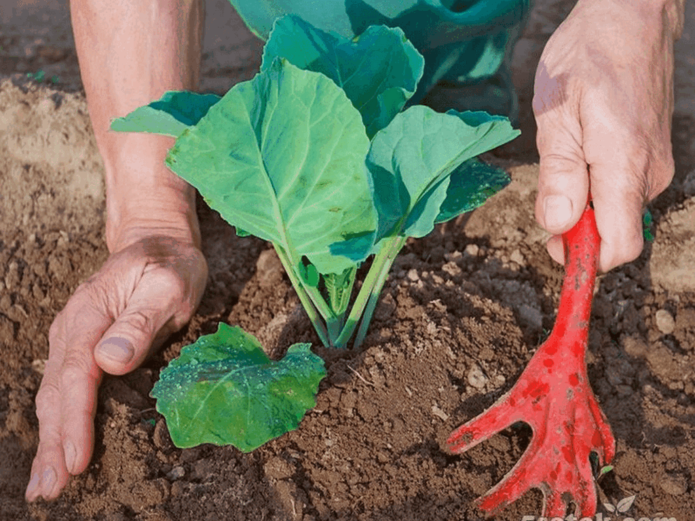 Hilling seedlings