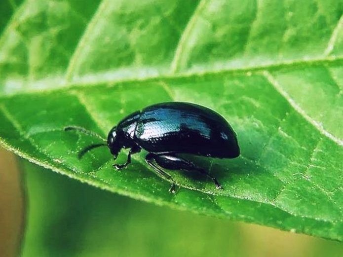 Cruciferous flea