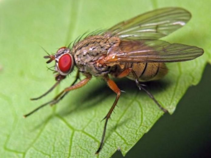 Cabbage fly