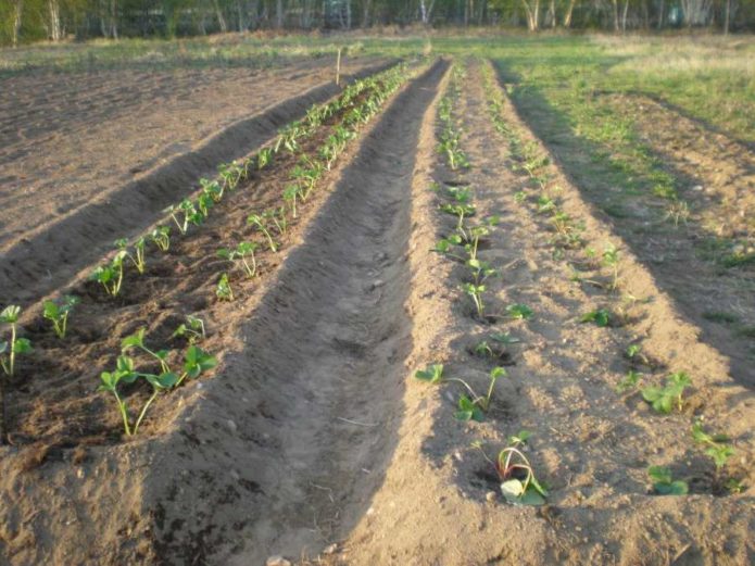 Two-line planting of strawberries