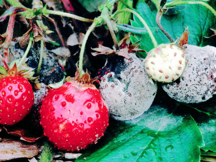 Strawberries affected by gray rot