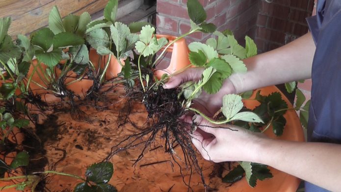 Dividing the strawberry bush