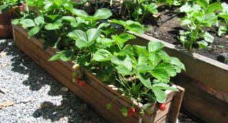 Strawberries in boxes on the sidewalk