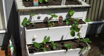 Growing strawberries in an old dresser