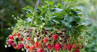 Strawberries in a flower pot