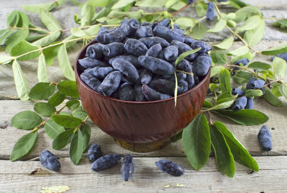 honeysuckle berries