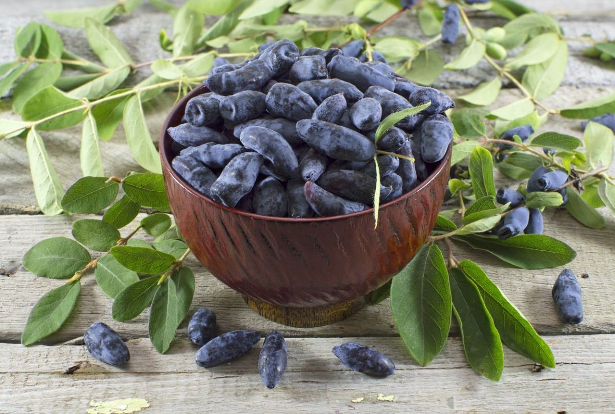 Honeysuckle in the Moscow region: the choice of the optimal variety and the nuances of cultivation