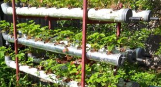 Strawberries in horizontal pipes