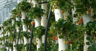 Strawberries in vertical tubes