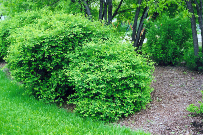 Suitable place for growing honeysuckle