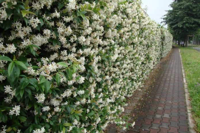 Honeysuckle in landscape design