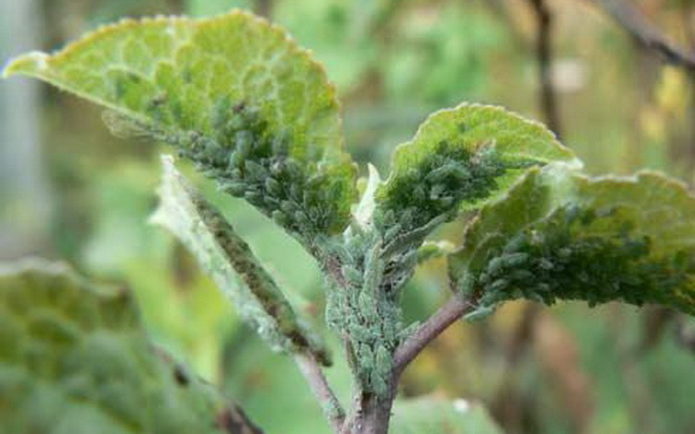 Aphids on a honeysuckle bush