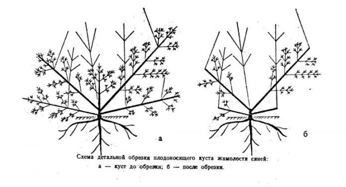 Honeysuckle pruning scheme