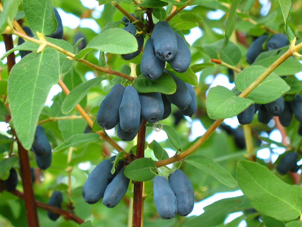 Honeysuckle is edible in our gardens, how to plant and when to replant