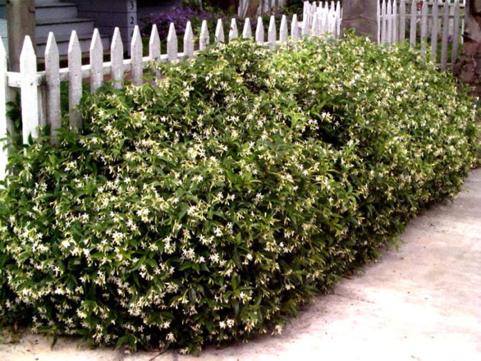 Honeysuckle by the fence