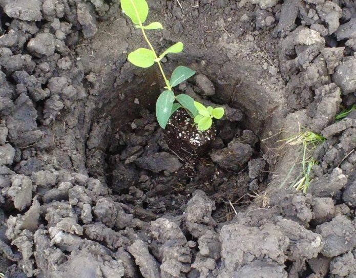 Planting honeysuckle