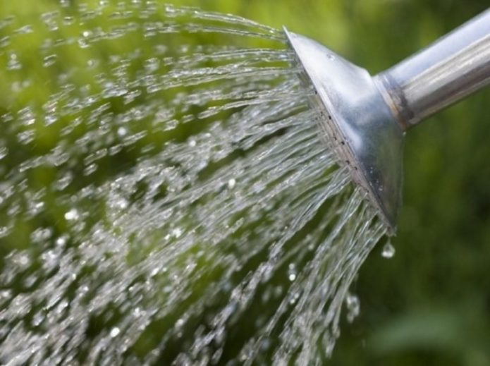 Watering the honeysuckle