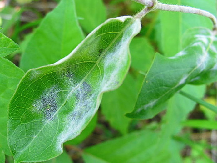 Powdery mildew