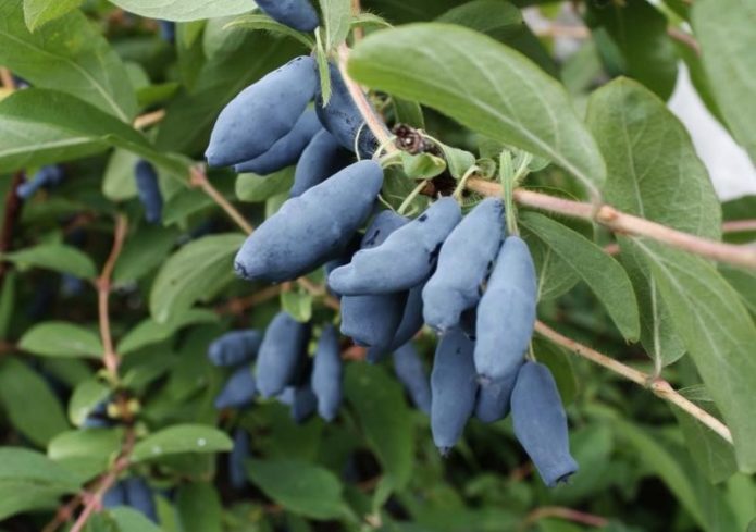 Honeysuckle Blue Spindle