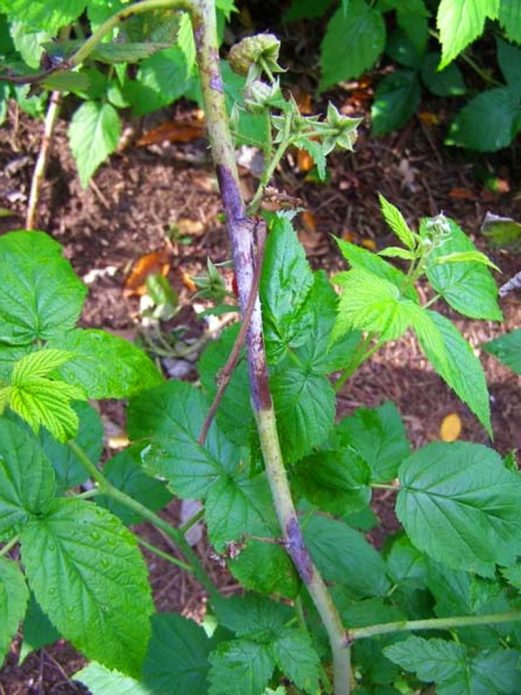 Purple spot on raspberries