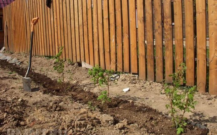 Planting raspberries along the fence