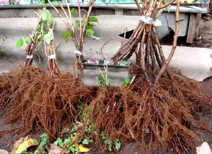 Raspberry seedlings