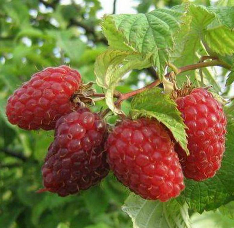 Raspberries