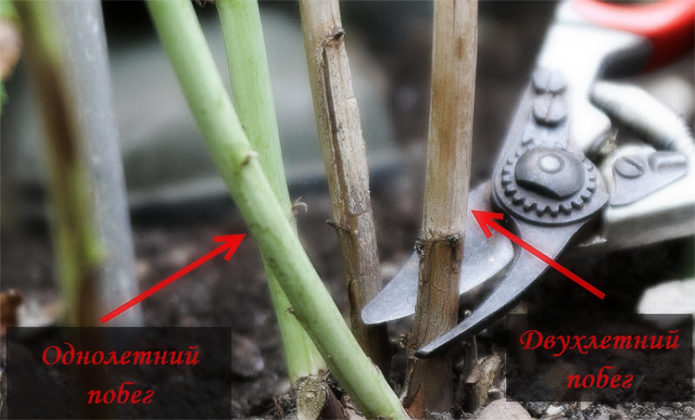 Raspberry pruning