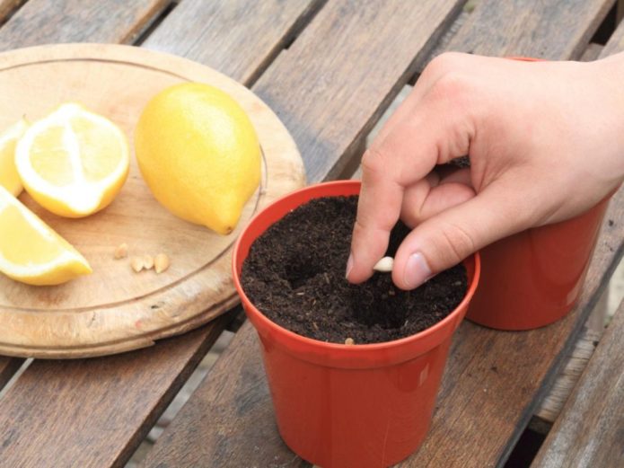 Planting lemon pits