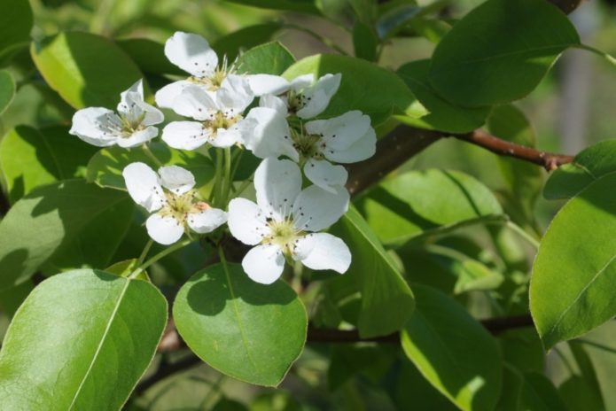 Pear flowers