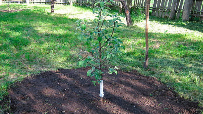 Mulching