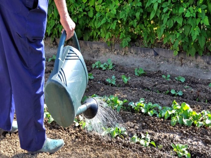 Watering and hilling cabbage