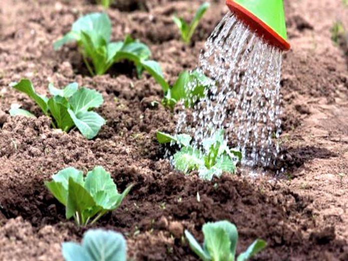 Watering cabbage